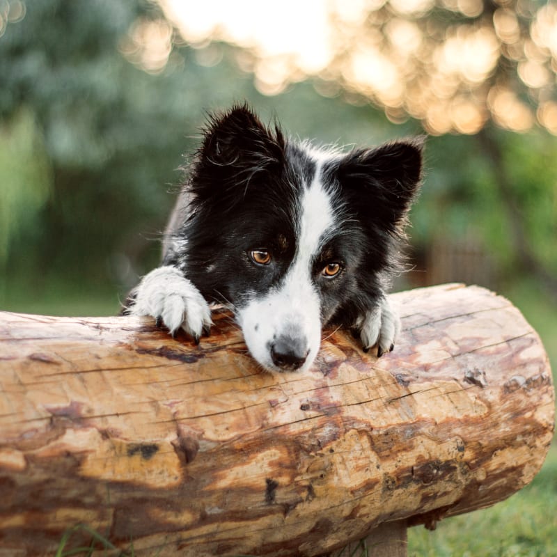 Green Valley Veterinary Clinic in Yucaipa