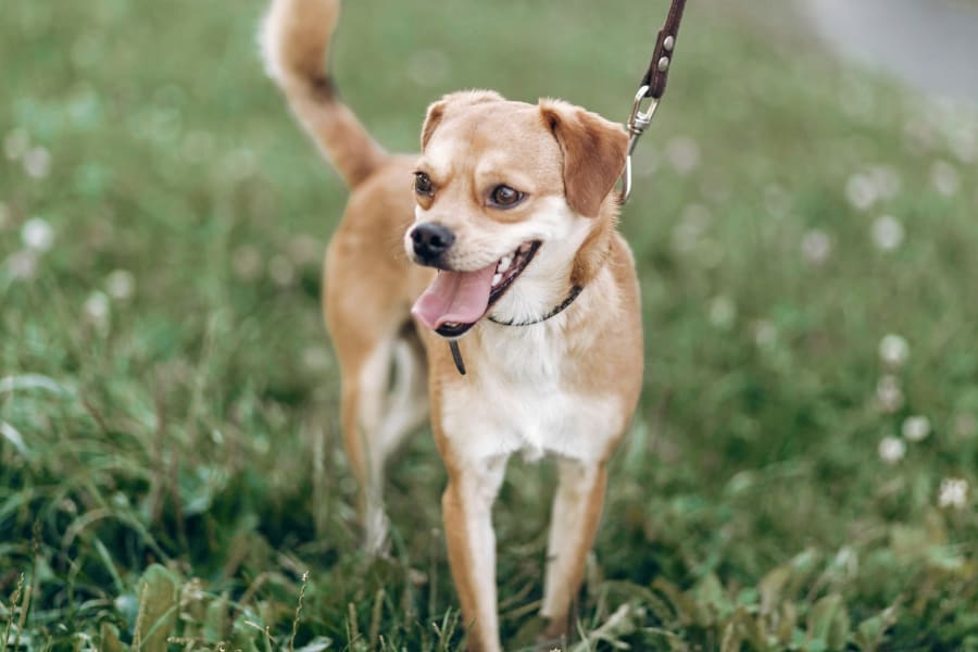 dog on leash at vet clinic